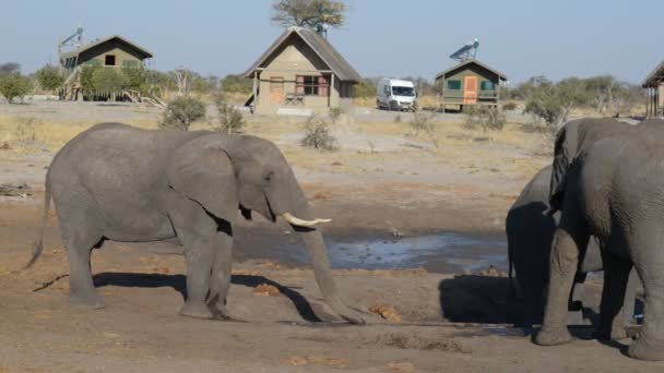 Nata, Botswana - augusti 2016: Afrikanska elefanter samling vid vatten damm runt turist lodger. — Stockvideo