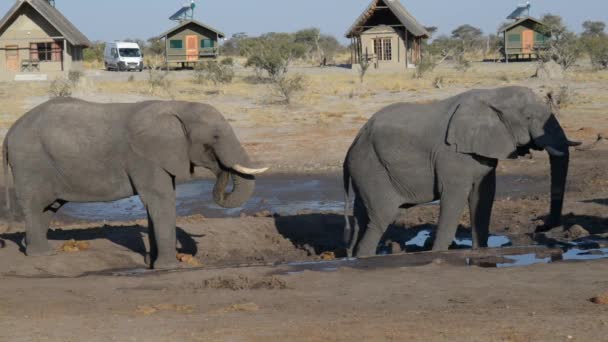 Nata, Botsuana - agosto de 2016: Elefantes africanos que se reúnem na lagoa de água em torno de alojamentos turísticos . — Vídeo de Stock