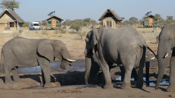 Nata, Botswana - augusti 2016: Afrikanska elefanter samling vid vatten damm runt turist lodger. — Stockvideo