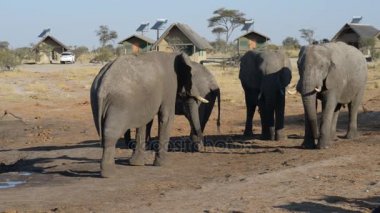 Nata, Botsvana - Ağustos, 2016: Afrika filleri toplantıda turistik zâviye çevresinde su birikintisi.