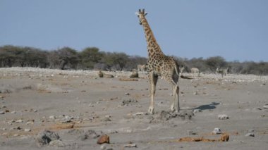 Zürafa yere uzanarak iki aslan izlerken uyarılır. Zebralar (ufuk) arka planda rahatsız edilmeden yürüyen hayvan sürüsü. Etkin Milli Parkı, Namibya, Afrika yaban hayatı safari.