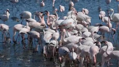 Walvis Bay, Namibya, Afrika Atlantik sahil, deniz üzerinde pembe flamingolar grup.