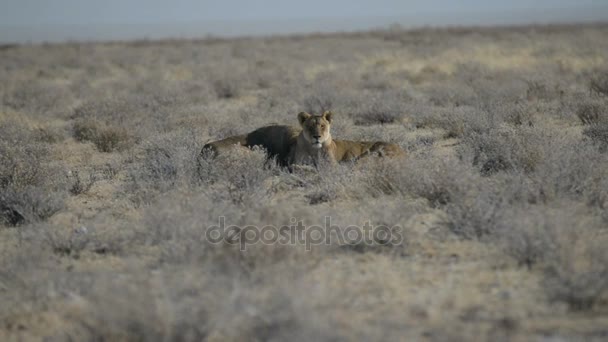 Deux Lions couchés par terre dans la brousse. Safari animalier dans le Parc National d'Etosha, principale attraction touristique en Namibie, Afrique — Video