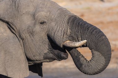 Close up and portrait of a young African Elephant drinking from waterhole. Wildlife Safari in the Chobe National Park, travel destination in Botswana, Africa. clipart