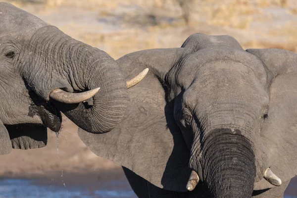 Dva slona afrického, mladých i dospělých, na Napajedla. Wildlife Safari v národním parku Chobe, cestovní cíl v Botswana. — Stock fotografie