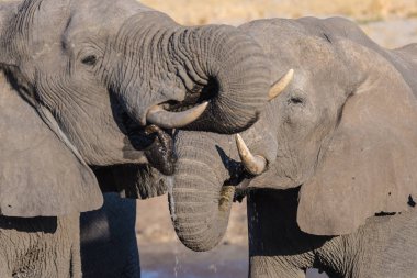 Couple of African Elephant, young and adult, at waterhole. Wildlife Safari in the Chobe National Park, travel destination in Botswana, Africa. clipart