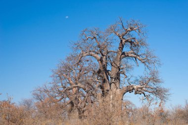 Büyük Baobab bitki ile Afrika Savannah mavi gökyüzü temizleyin. Botsvana, Afrika'da en çekici seyahat destionation.