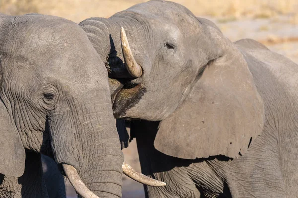 Dva slona afrického, mladých i dospělých, na Napajedla. Wildlife Safari v národním parku Chobe, cestovní cíl v Botswana. — Stock fotografie