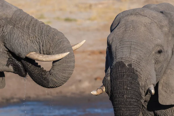 Un par de elefantes africanos, jóvenes y adultos, en el abrevadero. Safari de Vida Silvestre en el Parque Nacional Chobe, destino de viaje en Botswana, África . — Foto de Stock