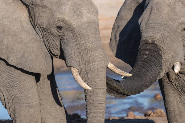 Dva slona afrického, mladých i dospělých, na Napajedla. Wildlife Safari v národním parku Chobe, cestovní cíl v Botswana. — Stock fotografie