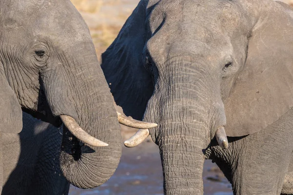 Un par de elefantes africanos, jóvenes y adultos, en el abrevadero. Safari de Vida Silvestre en el Parque Nacional Chobe, destino de viaje en Botswana, África . — Foto de Stock