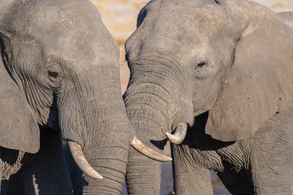 Dva slona afrického, mladých i dospělých, na Napajedla. Wildlife Safari v národním parku Chobe, cestovní cíl v Botswana. — Stock fotografie