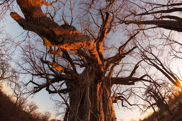 Enorme planta Baobab na savana africana com céu azul claro e estrela do sol ao pôr do sol. Fisheye vista de baixo. Botsuana, um dos destinos de viagem mais atraentes de África . — Fotografia de Stock