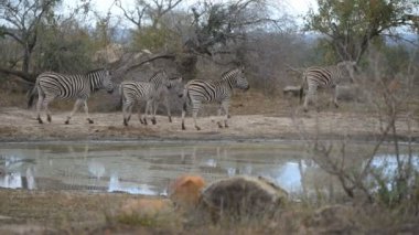 Su birikintisinin içme zebralar sürüsü. Yaban hayatı Safari Kruger National Park, seyahat hedef Güney Afrika.
