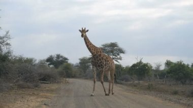 Yol geçtikten zürafa. Yaban hayatı Safari Kruger National Park, büyük seyahat hedef Güney Afrika