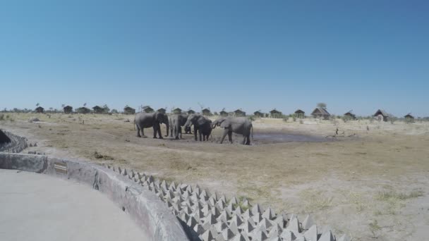 Nata, Botswana - srpen 2016: Afričtí sloni setkání u vody rybníka kolem Turistické chaty. — Stock video