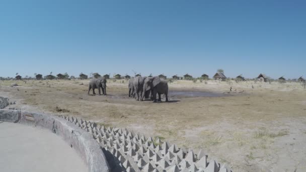 Nata, Botswana - augusti 2016: Afrikanska elefanter samling vid vatten damm runt turist lodger. — Stockvideo