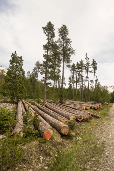 Deforestation in the Alps. Tree trunk stack from lumber industry in alpine woodland. — Stock Photo, Image