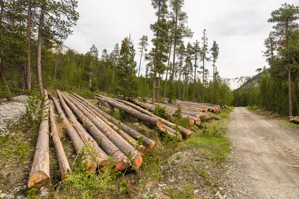 Deforestation in the Alps. Tree trunk stack from lumber industry in alpine woodland. — Stock Photo, Image