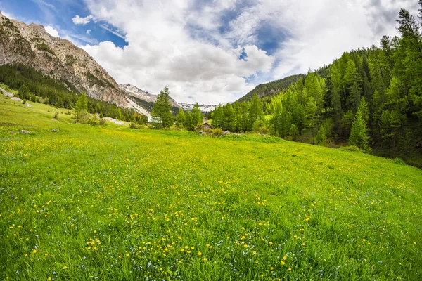 Prado alpino florescente e exuberante bosque verde situado em meio a cordilheira de alta altitude ao pôr do sol. Os Alpes . — Fotografia de Stock