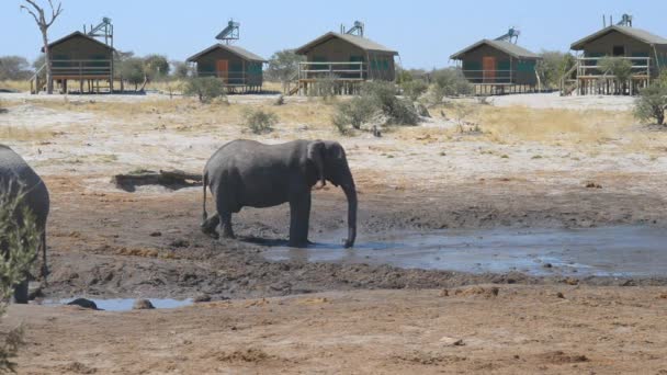 観光ロッジの周りの水の池でナタ、ボツワナ - 2016 年 8 月: アフリカゾウ収集. — ストック動画