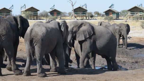 Nata, Botswana - Agosto 2016: Elefanti africani che si radunano nello stagno d'acqua attorno alle logge turistiche . — Video Stock