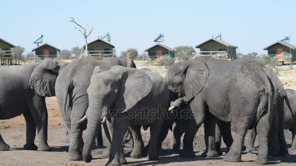 Nata, Botswana - sierpień, 2016: Słonie afrykańskie spotkanie na staw woda wokół domków turystycznych. — Wideo stockowe