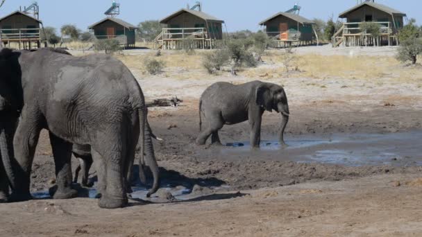 Nata, Botswana - Agosto de 2016: Elefantes africanos se reúnen en el estanque de agua alrededor de albergues turísticos . — Vídeos de Stock