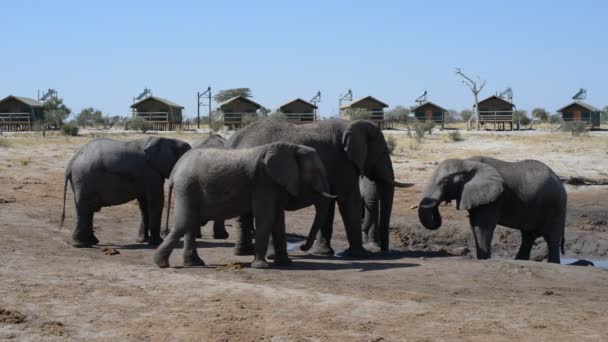 Nata, Botswana - augusti 2016: Afrikanska elefanter samling vid vatten damm runt turist lodger. — Stockvideo