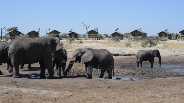 Nata, Botswana - augusti 2016: Afrikanska elefanter samling vid vatten damm runt turist lodger. — Stockvideo