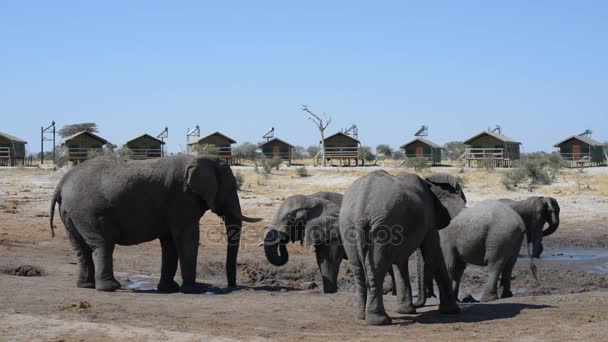 Ната, Ботсвана - август 2016 года: Африканские слоны собираются у водоема вокруг туристических лож . — стоковое видео