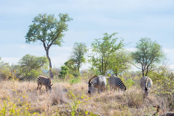 Stado Zebr w buszu. Wildlife Safari w Kruger National Park, głównych podróż przeznaczenia w Republice Południowej Afryki. — Zdjęcie stockowe