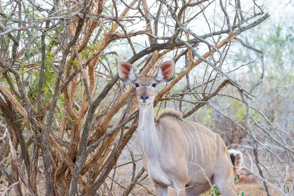 Carino elegante testa femminile Kudu da vicino e ritratto. Wildlife Safari nel Kruger National Park, la principale destinazione di viaggio in Sud Africa. Focalizzata sugli occhi . — Foto Stock