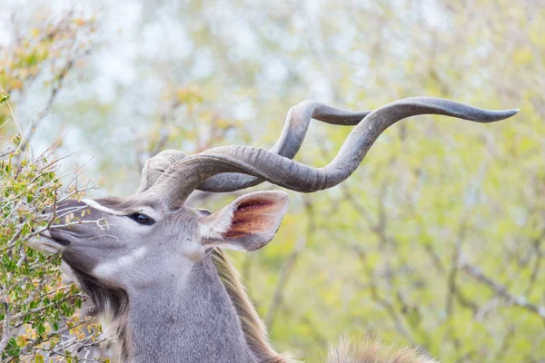 Чоловічий куди в кущах. Дикої природи сафарі в в Національний парк Крюгера, основні подорожувати призначення в Південній Африці. — стокове фото