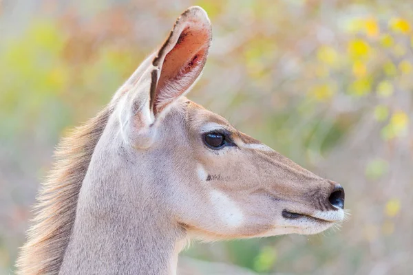 Χαριτωμένο Kudu κομψό γυναικείο κεφάλι κοντινό και πορτρέτο. Σαφάρι άγριας φύσης στο εθνικό πάρκο Κρούγκερ, η κύρια ΤΑΞΙΔΙΑ στη Νότια Αφρική. Επικεντρώθηκε στα μάτια. — Φωτογραφία Αρχείου