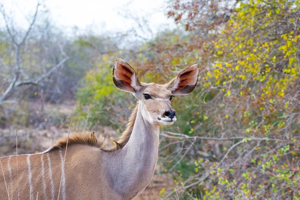 Carino elegante testa femminile Kudu da vicino e ritratto. Wildlife Safari nel Kruger National Park, la principale destinazione di viaggio in Sud Africa. Focalizzata sugli occhi . — Foto Stock