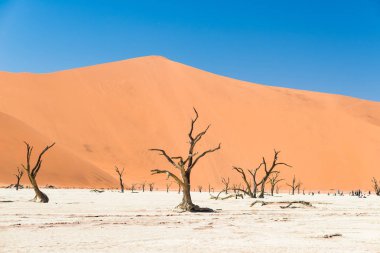 Doğal Sossusvlei ve Deadvlei, kil ve görkemli kum tepeleri tarafından çevrili örgülü akasya ağaçları ile tuz pan. Namib Naukluft Milli Parkı, ana ziyaretçi cazibe ve Namib seyahat hedef