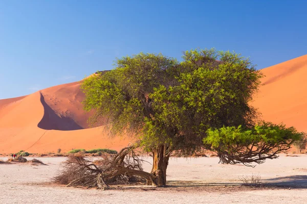 Les pittoresques Sossusvlei et Deadvlei, poêle en argile et sel avec des arbres tressés d'Acacia entourés de majestueuses dunes de sable. Parc national de Namib Naukluft, principale attraction touristique et destination de voyage en Namib — Photo