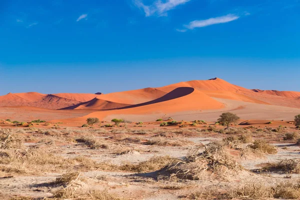 風光明媚なソーサス フライ、Deadvlei、粘土と雄大な砂丘に囲まれた編組のアカシアの木が付いている塩鍋。ナミブ国立ウクルフトパ、主な観光スポット、ナミブで旅行先 — ストック写真