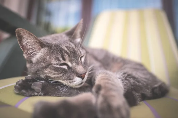 Pigro gatto grigio domestico sdraiato su un lato e pisolino contorto. Girato all'aperto con profondità di campo molto bassa, focalizzata sugli occhi. Immagine tonica . — Foto Stock