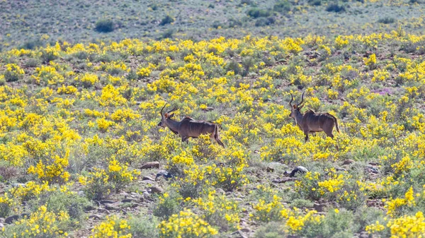 Червоний Hartebeest ходьбі в кущах. Safari дикої природи в національному парку кару, туристичні місця призначення в Південній Африці. — стокове фото