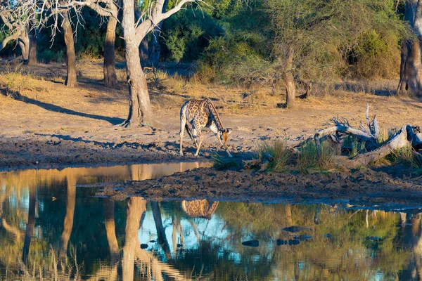 Girafe buvant dans un trou d'eau au coucher du soleil. Wildlife Safari dans le parc national de Mapungubwe, Afrique du Sud. Lumière chaude douce scénique . — Photo