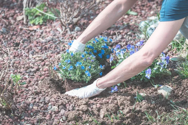 Springtime home gardening, planting flowers in soil — Stock Photo, Image