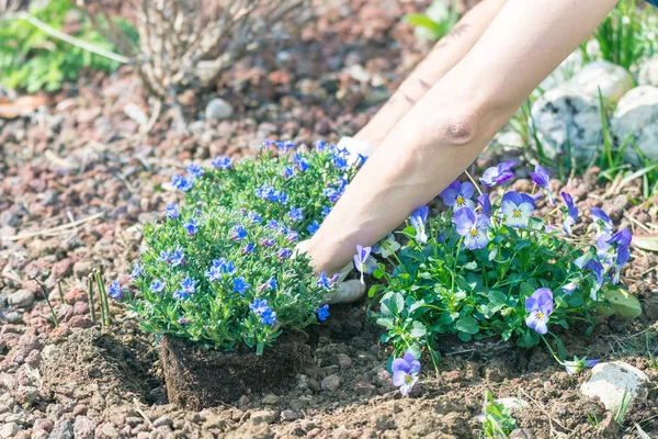 Jardinería casera de primavera, plantación de flores en el suelo — Foto de Stock