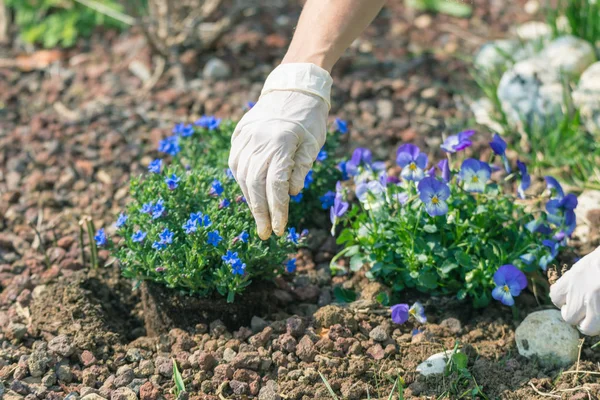 Tavaszi házikerti, ültetés virágok, talajban — Stock Fotó