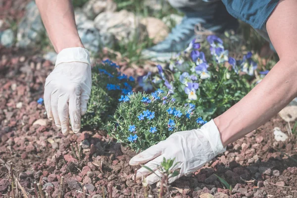 Springtime home gardening, planting flowers in soil — Stock Photo, Image