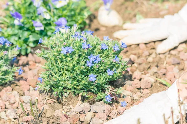 Frühling zu Hause gärtnern, Blumen in die Erde pflanzen — Stockfoto