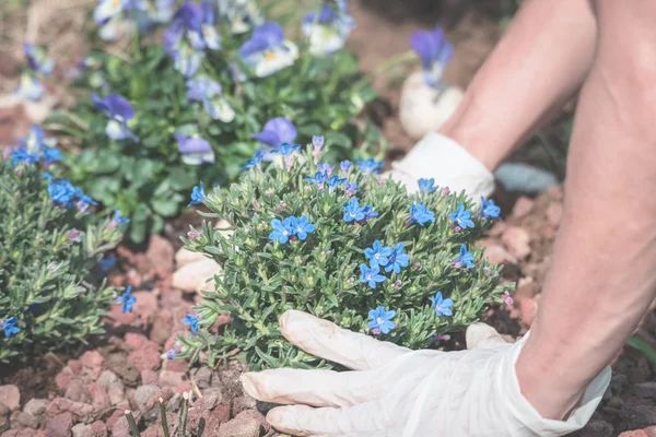 Frühling zu Hause gärtnern, Blumen in die Erde pflanzen — Stockfoto