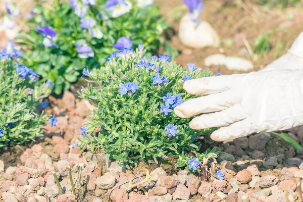 Весеннее домашнее садоводство, посадка цветов в почве — стоковое фото