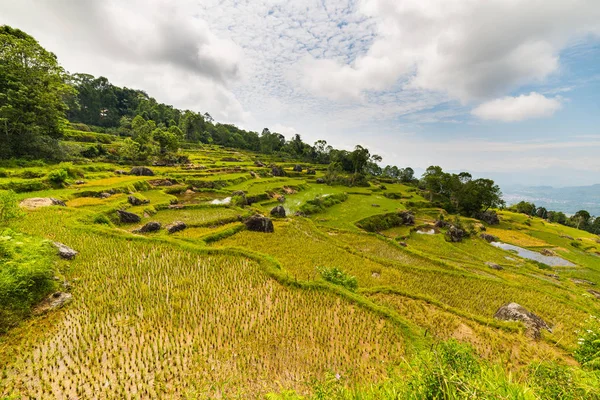 Pirinç tarlaları dağlarda Batutumonga, Tana Toraja, Güney Sulawesi, Endonezya peyzaj çarpıcı. Yukarıdan panoramik manzaralı yumuşak erken sabah güneş ışığı ve canlı renkler. — Stok fotoğraf